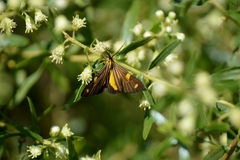 Phaeochlaena lampra