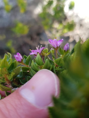 Agathosma odoratissima