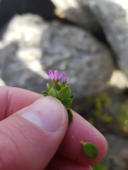 Agathosma odoratissima
