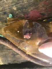 Aequipecten opercularis