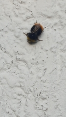 Bombus pratorum