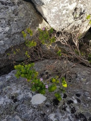 Agathosma odoratissima