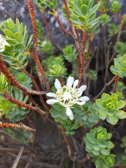 Lachnaea macrantha