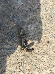 Takydromus wolteri