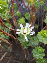 Lachnaea macrantha