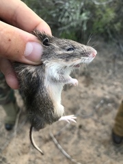 Heteromys irroratus