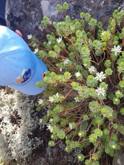 Lachnaea macrantha