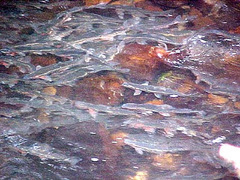 Mylocheilus caurinus