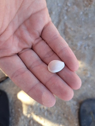 Cypraea annulus, 2024-07-22