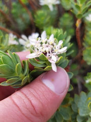 Lachnaea macrantha