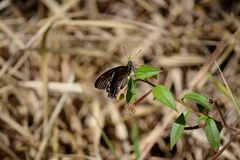 Battus polydamas