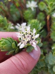 Lachnaea macrantha