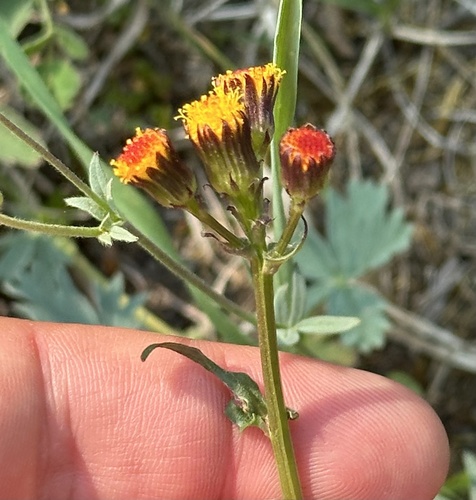 Image of Packera pauciflora by no rights reserved