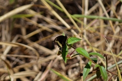 Battus polydamas