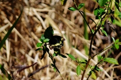 Battus polydamas