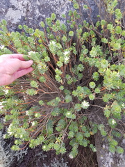 Lachnaea macrantha