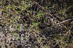 Aspalathus retroflexa