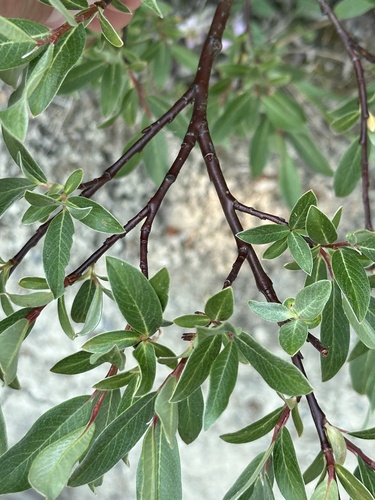 Image of Salix drummondiana by no rights reserved
