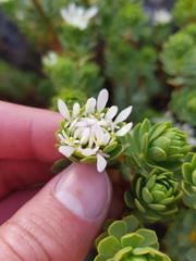 Lachnaea macrantha