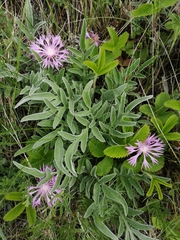 Psephellus sibiricus