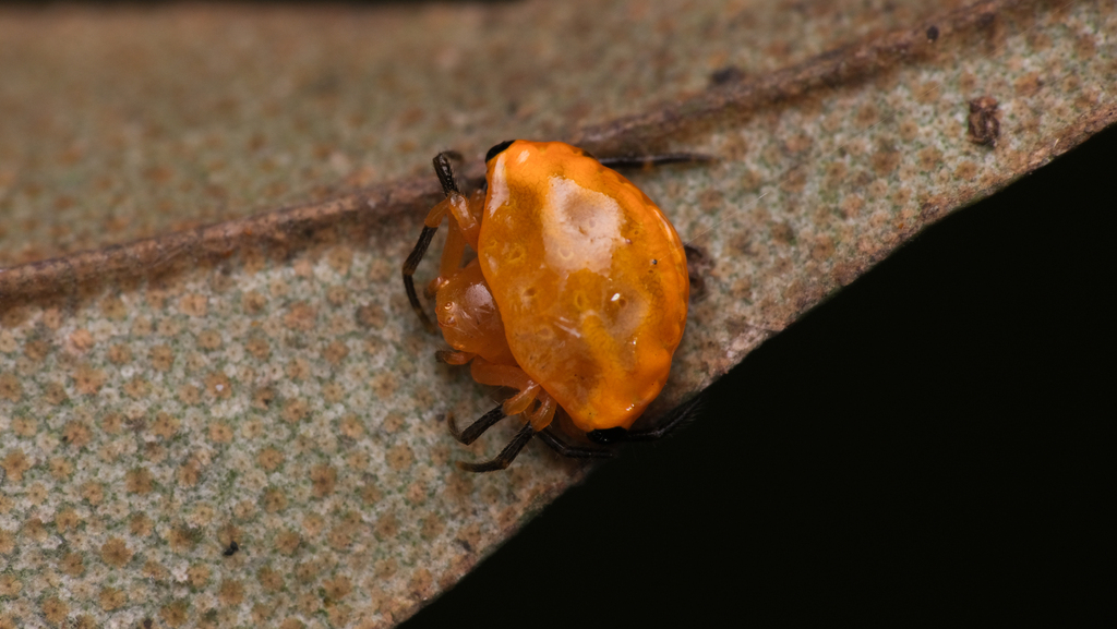 Pasilobus nigrohumeralis
