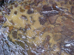 Mylocheilus caurinus