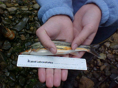 Mylocheilus caurinus