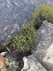 Lachnaea macrantha
