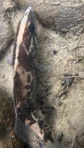 Sharpnose perch (Coreoperca whiteheadi) — Sinipercidae — 4