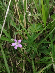 Geranium pseudosibiricum