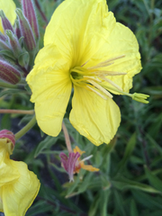 Oenothera elata hookeri