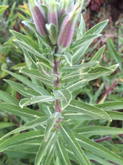 Oenothera elata hookeri