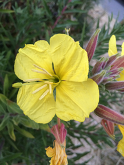 Oenothera elata hookeri