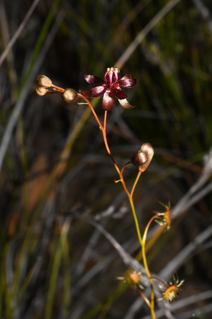 Drosera koikyennuruff T.Krueger & A.S.Rob. 2