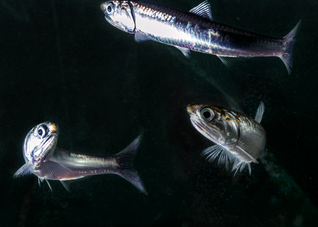 Australian anchovy (Engraulis australis) — Engraulidae