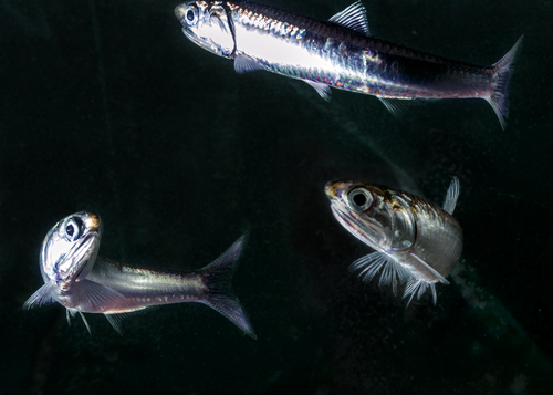 Australian anchovy (Engraulis australis) — Engraulidae