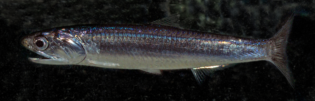 Australian anchovy (Engraulis australis) — Engraulidae