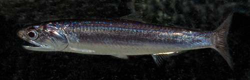 Herrings & anchovies