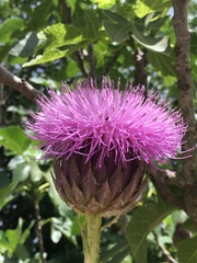 Onopordum cynarocephalum
