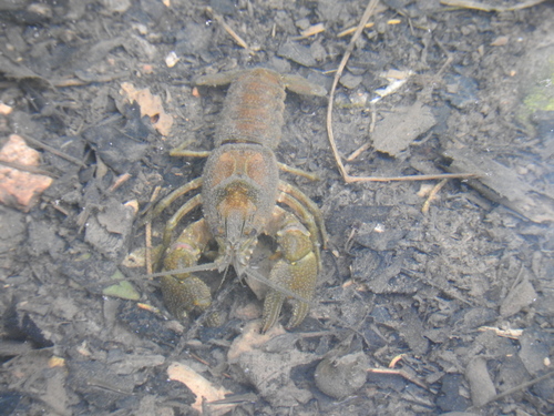 Cambarus hubbsi