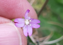 Epilobium tetragonum