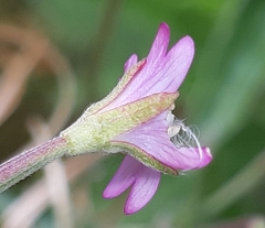 Epilobium tetragonum