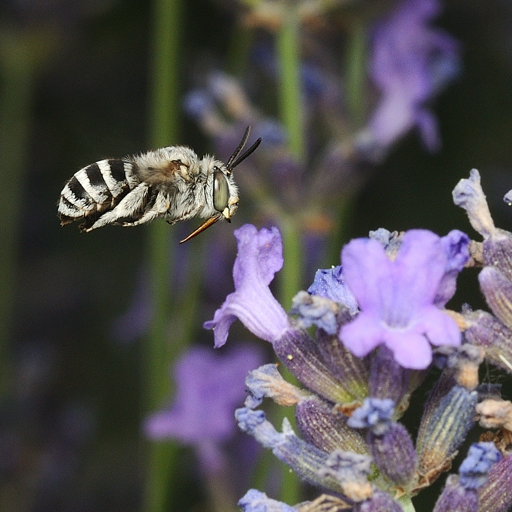 Amegilla salviae