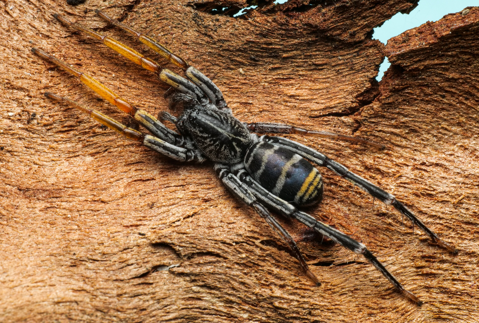 Jared Warden's Swift Spider (Nyssus jaredwardeni) · iNaturalist