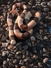 Phyllorhynchus browni