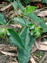 Commelina paludosa