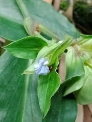 Commelina paludosa