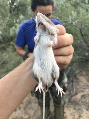 Heteromys irroratus