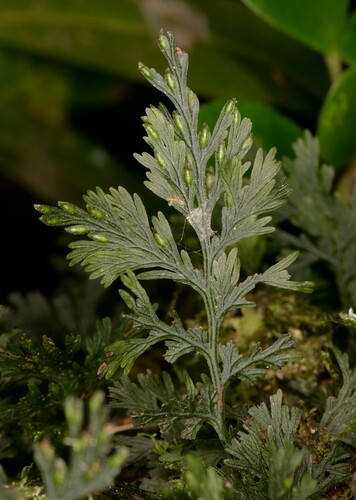 Crepidomanes bipunctatum iNat (1)