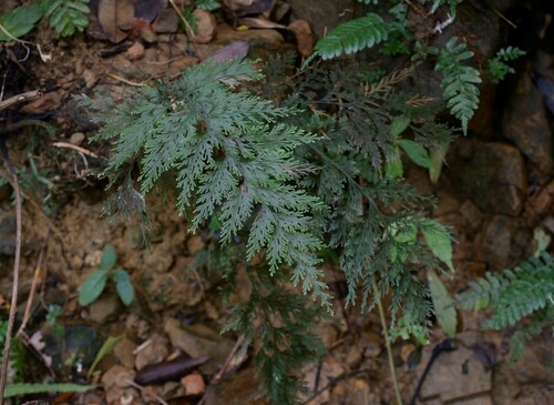 Crepidomanes grande observed 2019-10-12
